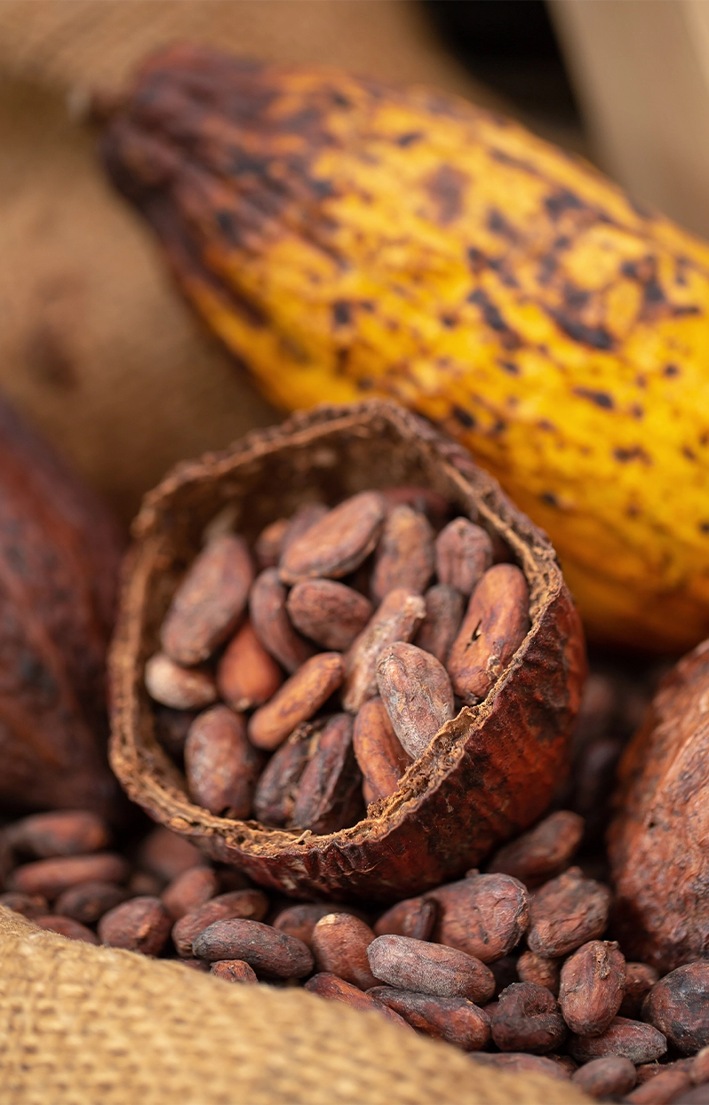 VRAC – Cacao fèves de Madagascar non torréfiées- 100g