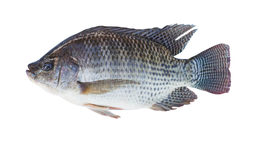 VRAC – Poisson Tilapia – 500g