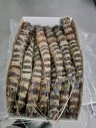 VRAC – Gambas Tigrées – 250g