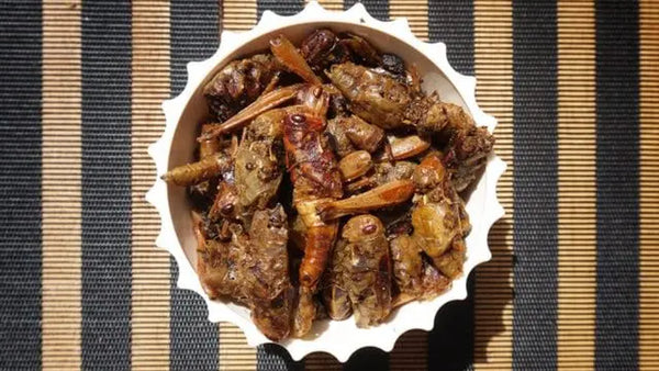 Criquets (Do) 100g