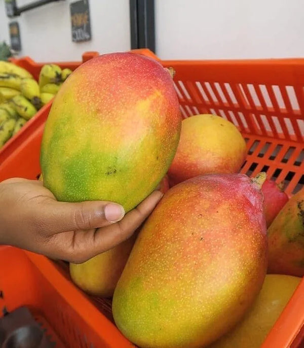 VRAC – Mangue Ouest-af Sénégal ou GUINÉE – 250g