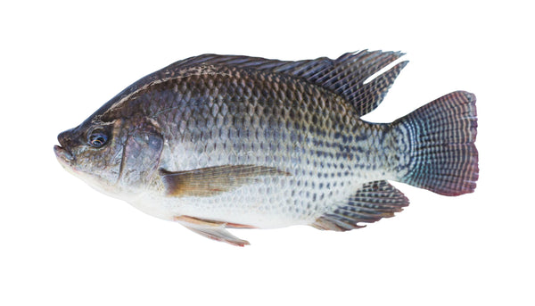 VRAC – Poisson Tilapia – 500g